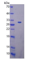 Figure 2. SDS-PAGE