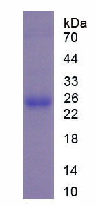 Figure 1. SDS-PAGE