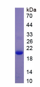 Figure 1. SDS-PAGE