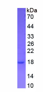 Figure 1. SDS-PAGE