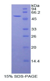 Figure 1. SDS-PAGE