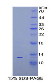 Figure 1. SDS-PAGE