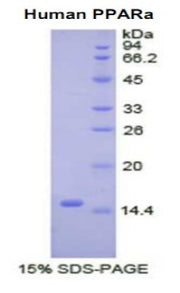 Figure 1. SDS-PAGE