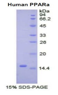 Figure 1. SDS-PAGE