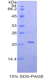 Figure 2. SDS-PAGE