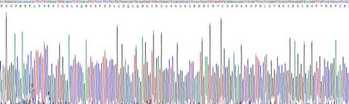 Recombinant Mouse Peroxisome Proliferator Activated Receptor Delta (PPARd)