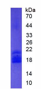 Figure 3. SDS-PAGE