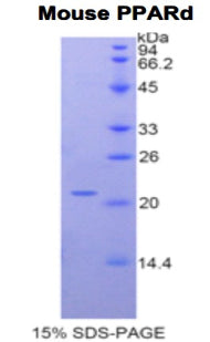 Figure 1. SDS-PAGE