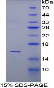 Figure 1. SDS-PAGE