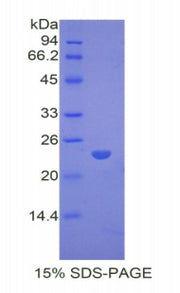 Figure 1. SDS-PAGE