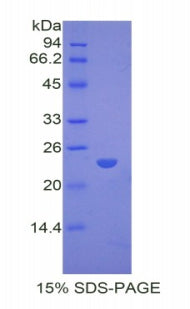 Figure 1. SDS-PAGE