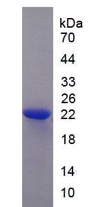 Figure 2. SDS-PAGE