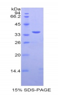 Figure 1. SDS-PAGE