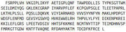 Recombinant Sulfotransferase 1A1 (SULT1A1), RPU43260