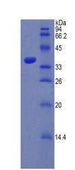 Figure 2. SDS-PAGE