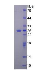 Figure 2. SDS-PAGE