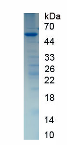Figure 1. SDS-PAGE