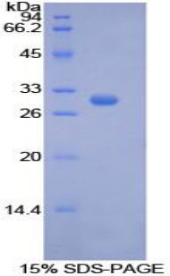 Figure 1. SDS-PAGE
