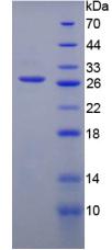 Figure 2. SDS-PAGE