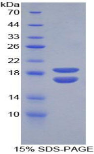 Figure 1. SDS-PAGE