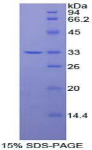 Figure 1. SDS-PAGE