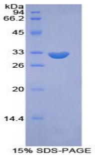 Figure 1. SDS-PAGE