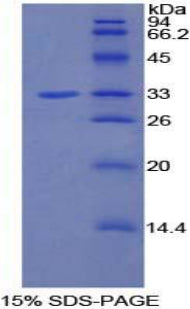 Figure 1. SDS-PAGE
