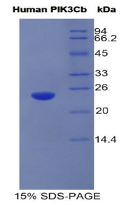 Figure 1. SDS-PAGE