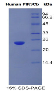 Figure 1. SDS-PAGE