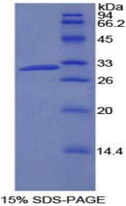 Figure 1. SDS-PAGE