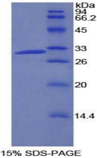 Figure 1. SDS-PAGE