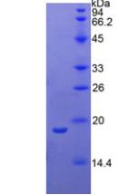 Figure 2. SDS-PAGE