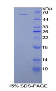 Figure 1. SDS-PAGE