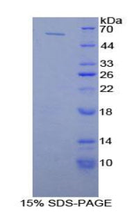 Figure 1. SDS-PAGE