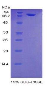 Figure 1. SDS-PAGE