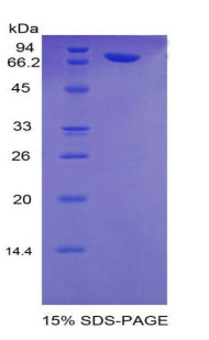 Figure 1. SDS-PAGE