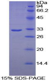 Figure 1. SDS-PAGE