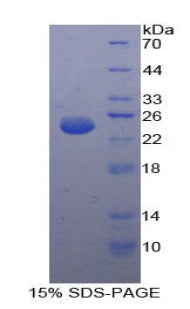 Figure 1. SDS-PAGE