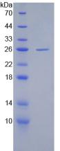 Figure 2. SDS-PAGE