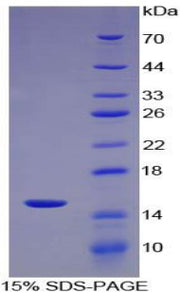 Figure 1. SDS-PAGE