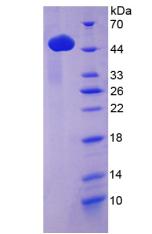 Figure 2. SDS-PAGE