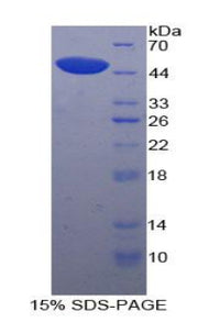 Figure 1. SDS-PAGE