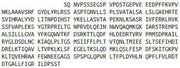 Recombinant Pigment Epithelium Derived Factor (PEDF), RPU43295
