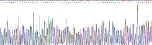 Recombinant Mouse Pigment Epithelium Derived Factor (PEDF)
