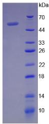 Figure 3. SDS-PAGE