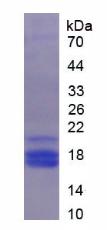 Figure 2. SDS-PAGE