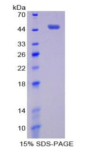 Figure 1. SDS-PAGE