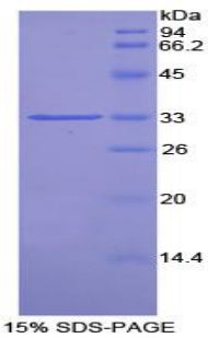 Figure 1. SDS-PAGE
