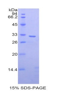 Figure 1. SDS-PAGE