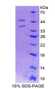 Figure 1. SDS-PAGE